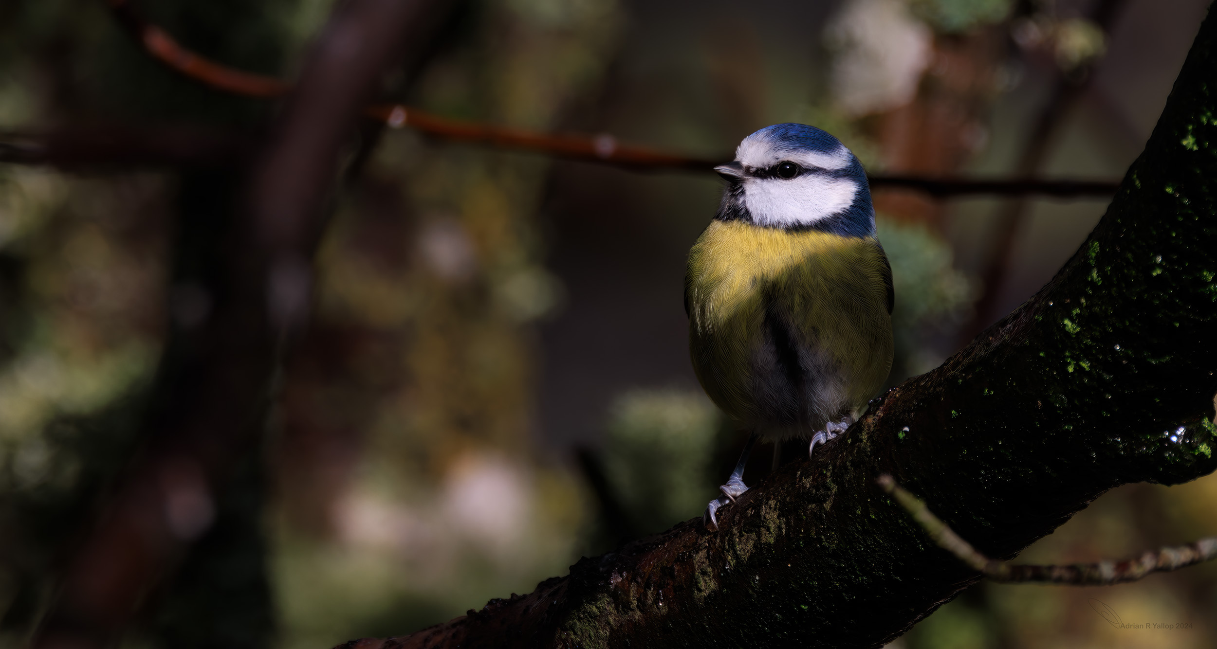 Blue tit pretty